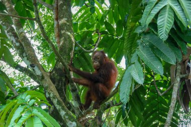 Sabah, Borneo, Malezya 'daki Yağmur Ormanları Keşif Merkezi' nde vahşi bir orangutan bebek.