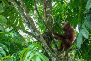 Sabah, Borneo, Malezya 'daki Yağmur Ormanları Keşif Merkezi' nde vahşi bir orangutan bebek.