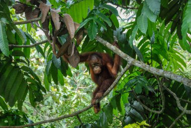 Sabah, Borneo, Malezya 'daki Yağmur Ormanları Keşif Merkezi' nde vahşi bir orangutan bebek.