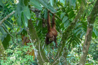 Sabah, Borneo, Malezya 'daki Yağmur Ormanları Keşif Merkezi' nde vahşi bir orangutan bebek.