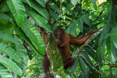 Sabah, Borneo, Malezya 'daki Yağmur Ormanları Keşif Merkezi' nde vahşi bir orangutan bebek.
