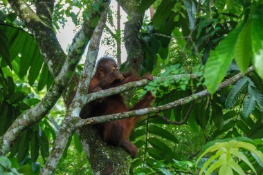 Sabah, Borneo, Malezya 'daki Yağmur Ormanları Keşif Merkezi' nde vahşi bir orangutan bebek.