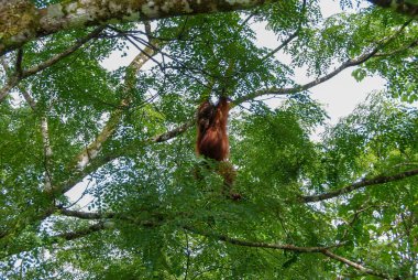 Sabah, Borneo, Malezya 'daki Yağmur Ormanları Keşif Merkezi' nde vahşi bir orangutan bebek.