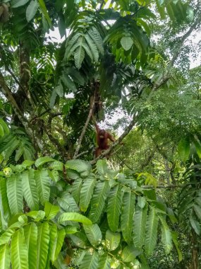 Sabah, Borneo, Malezya 'daki Yağmur Ormanları Keşif Merkezi' nde vahşi bir orangutan bebek.