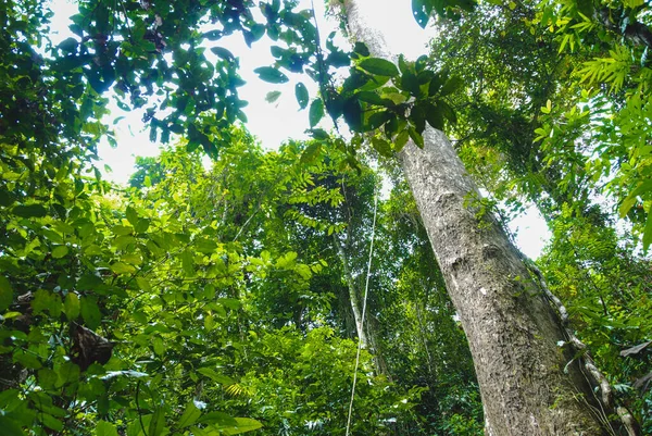 말레이시아 보르네오 세필록의 열대우림 디스커버리 센터의 식물과 — 스톡 사진