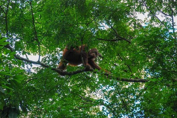 Sabah, Borneo, Malezya 'daki Yağmur Ormanları Keşif Merkezi' nde vahşi bir orangutan bebek.