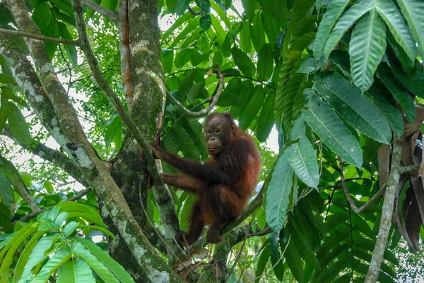 Bebé Orangután Salvaje Árbol Del Rainforest Discovery Center Sabah Borneo — Foto de Stock