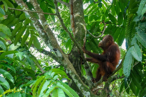 Een Wild Orang Oetan Baby Een Boom Van Rainforest Discovery — Stockfoto