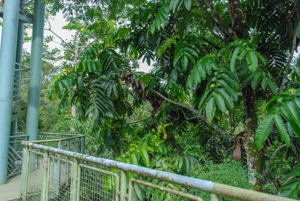 Дикий Орангутанг Дереве Центра Исследования Тропических Лесов Сабахе Борнео Малайзия — стоковое фото