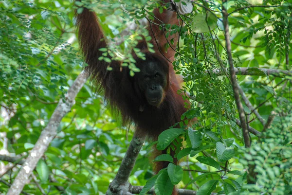 Een Wilde Orang Oetan Een Boom Van Rainforest Discovery Center — Stockfoto
