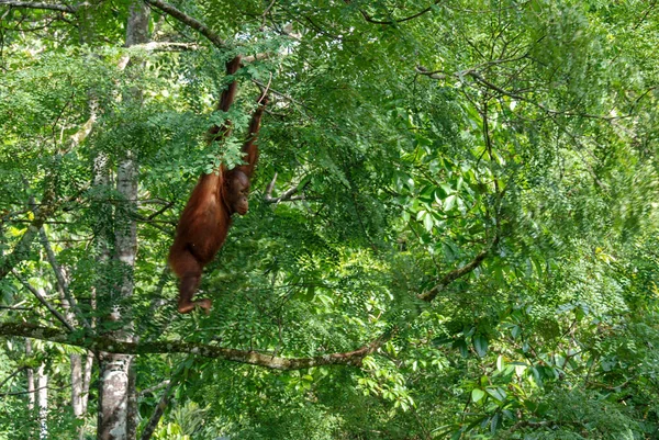 Sabah, Borneo, Malezya 'daki Yağmur Ormanları Keşif Merkezi' nde vahşi bir orangutan bebek.