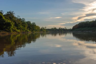Kinabatangan Nehri 'ne yansıyan bir Malezya ormanı, Borneo, Sabah, Malezya