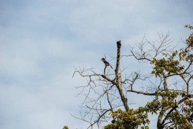 Gergedan boynuzlu kuşu Borneo, Sabah, Malezya 'nın vahşi doğasında bir ağaçta