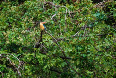 Leylek gagalı balıkçı Kuş Borneo, Sabah, Malezya 'nın vahşi doğasında ağaçta