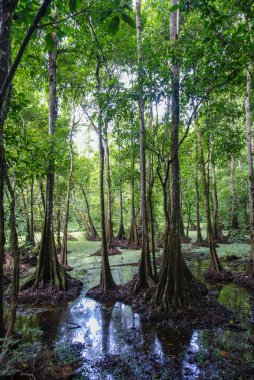 Kinabatangan Nehri, Borneo, Sabah, Malezya 'da sel basmış yağmur ormanları ve destek kökleri ağaçları