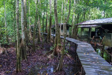 Kinabatangan Nehri, Borneo, Sabah, Malezya 'da sel basmış yağmur ormanları ve destek kökleri ağaçları