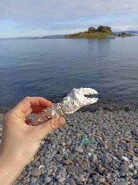 Norveç 'in Mageroya Adası' ndaki Kjelvik sahilinde yengeç kıskacı tutan bir el.