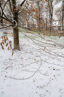 Prag 'daki Santoska Parkı, Çek Cumhuriyeti, kışın karla kaplı.