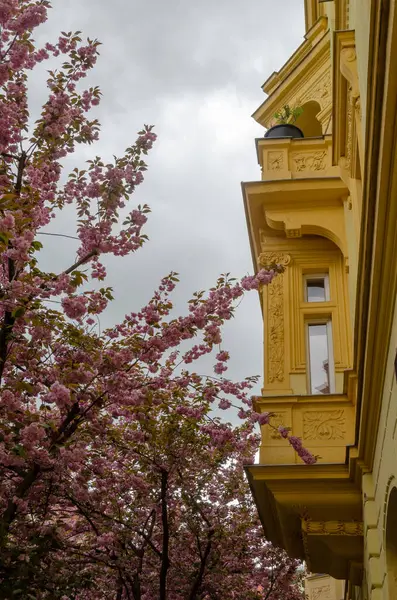 A street in Karlin in Prague in the spring with cherry blossoms
