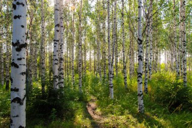 Ağaçlı bir ormanın manzarası.
