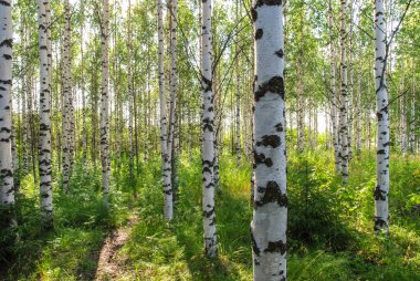 Ağaçlı bir ormanın manzarası.