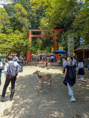 Japonya 'daki Nara Parkı' nda turistler arasında vahşi geyikler