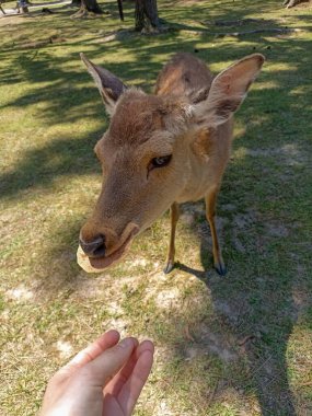 Japonya 'daki Nara Park' ta kraker yiyen bir geyik.