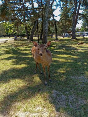 Japonya 'daki Nara Park' ta bir geyik.