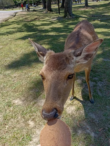 Japonya 'daki Nara Park' ta kraker yiyen bir geyik.