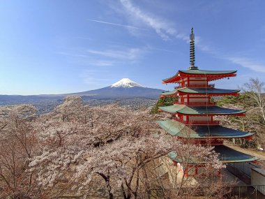 Fuji Dağı ve kiraz çiçeklerinin manzarası Chureito Pagoda, Japonya