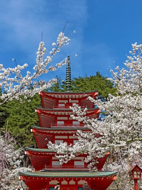 Chureito Pagoda Nisan 'da çiçek açan kiraz ağaçlarıyla çevrili.