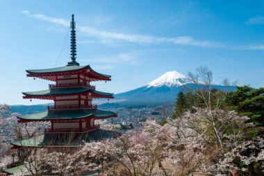 Fuji Dağı ve kiraz çiçeklerinin manzarası Chureito Pagoda, Japonya