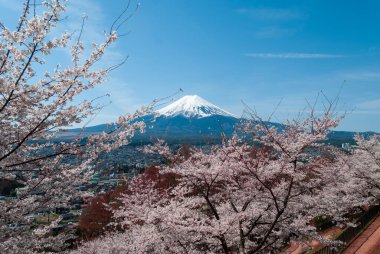 Nisan 'da Japonya' da, Fuji Dağı 'nın kiraz ağaçları arasındaki manzarası çiçek açar.