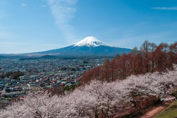 The view of Mount Fuji through cherry blossom trees in full bloom in April, Japan