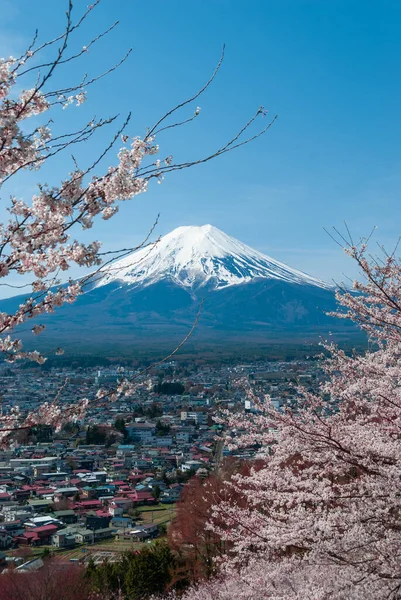 The view of Mount Fuji through cherry blossom trees in full bloom in April, Japan