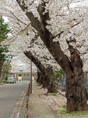 Tokyo, Japonya 'daki Yanaka Mezarlığı' nda çiçek açan kiraz ağaçları.