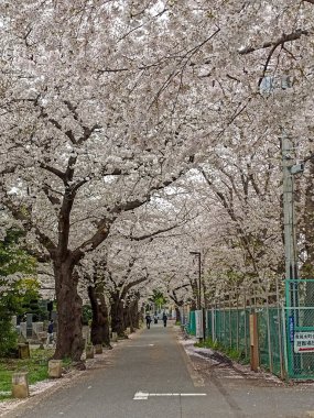 Tokyo, Japonya 'daki Yanaka Mezarlığı' nda çiçek açan kiraz ağaçları.