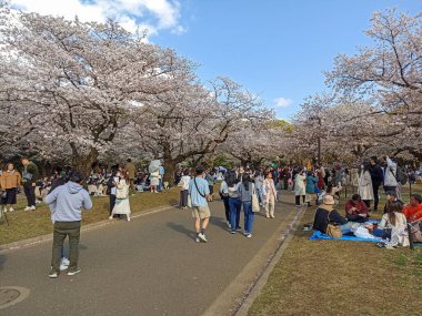 Japonya, Tokyo 'daki Yoyogi Prak' ta çiçek açan kiraz ağaçları altında Hanami Bahar Festivali