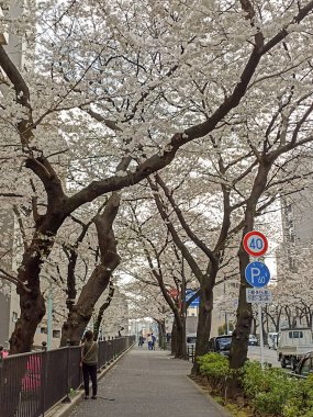 Tokyo, Japonya 'da Otsuka' da çiçek açan kiraz ağaçları.