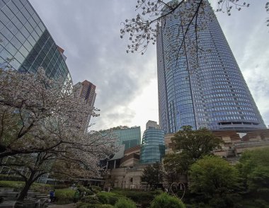Tokyo 'daki Roppongi Hills' in Mohri Bahçesi, baharda çiçek açan sakura ile Japonya