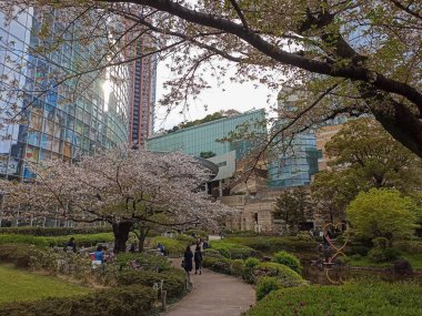 Tokyo 'daki Roppongi Hills' in Mohri Bahçesi, baharda çiçek açan sakura ile Japonya