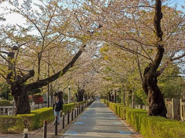 Aoyama Mezarlığı 'nda çiçek açan sakura, Japon kiraz ağaçları, Tokyo, Japonya