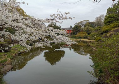 Tokyo 'da Koishikawa Botanik Bahçesi, Japonya' da ilkbaharda Sakura ile Japon kiraz ağaçları çiçek açtı.