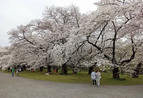 stock image Koishikawa Botanical Garden in Tokyo, Japan in spring with sakura - Japanese cherry blossom trees in full bloom