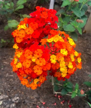 Lantana Camara 'nın kırmızı ve sarı çiçeği