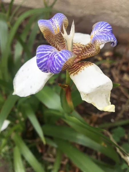 Flores Una Neomarica Gracilis Iris Andante — Foto de Stock