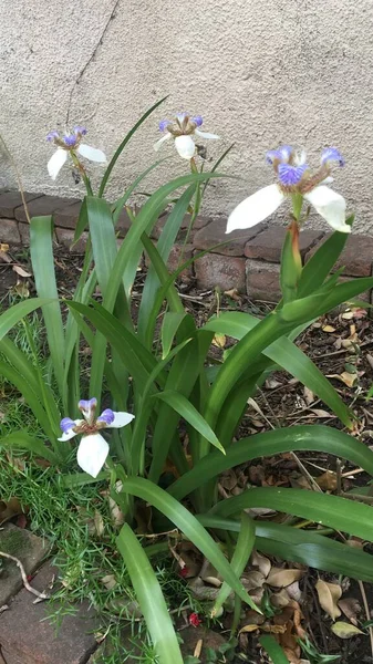 Flores Una Neomarica Gracilis Iris Andante —  Fotos de Stock