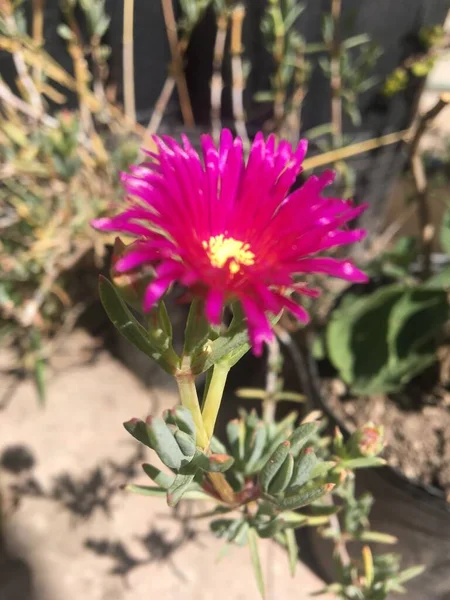 Rosa Blüten Eines Lampranthus Multiradiatus — Stockfoto