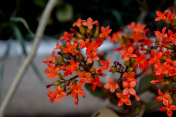 カランチョーネの小さな赤い花 — ストック写真