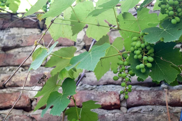 Raisins Dans Une Plante Vigne — Photo